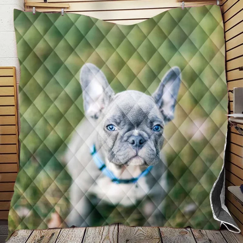 French Bulldog Playful Energy in Blur Quilt Blanket