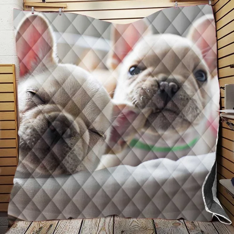 French Bulldog Puppy Ba: A Bundle of Joy Quilt Blanket