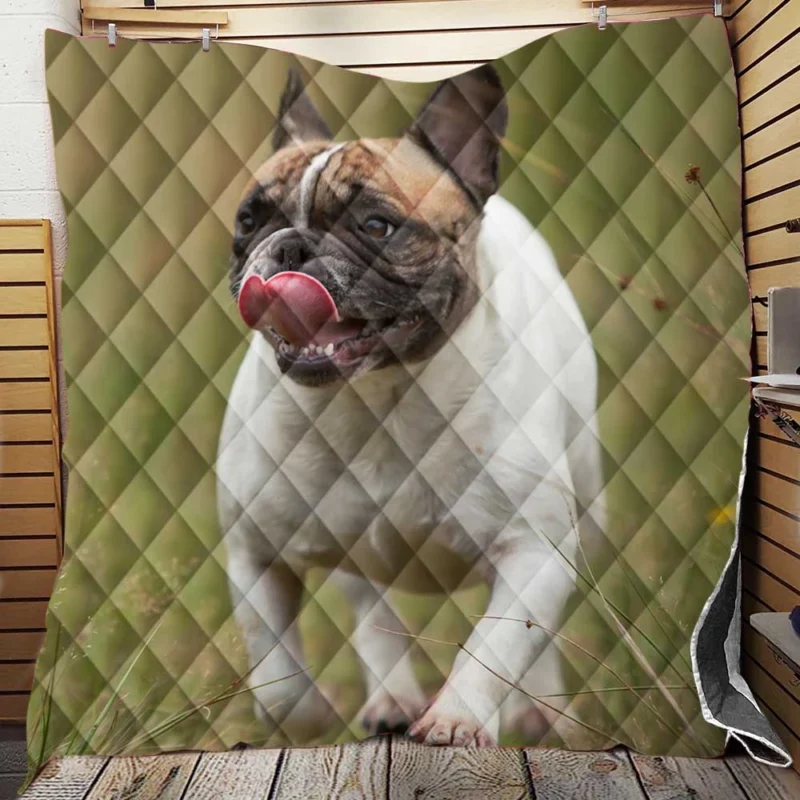 French Bulldog Purity: A Breed Apart Quilt Blanket