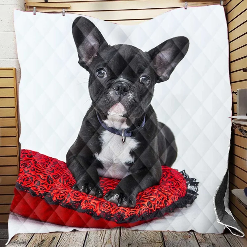 French Bulldog Rests: Cozy Comfort on a Cushion Quilt Blanket