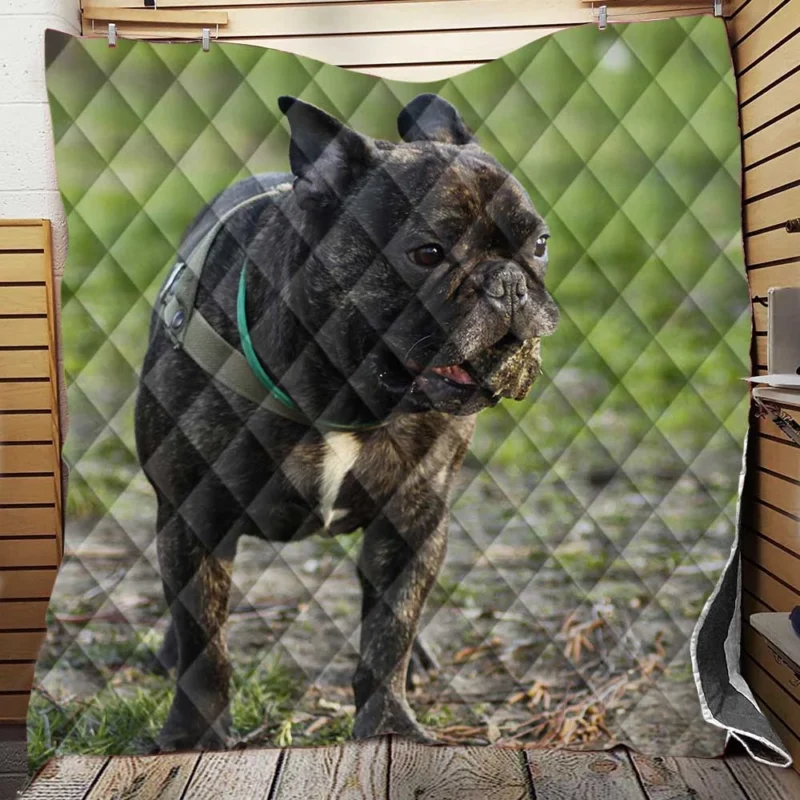 French Bulldog Unleashed: A Charismatic Companion Quilt Blanket