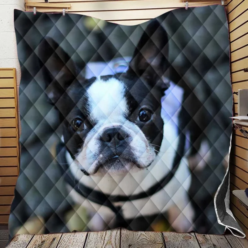 French Bulldog Wonders: Unveiling the Extraordinary Quilt Blanket