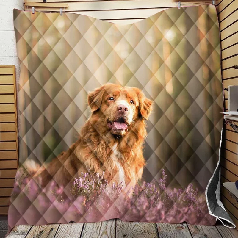 Friendly Quartet: Nova Scotia Duck Tolling Retriever Depth Quilt Blanket