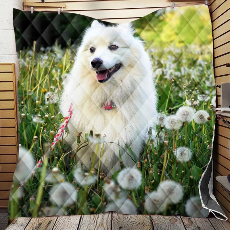 Frolicking in a Dandelion Field: Spitz Quartet Quilt Blanket