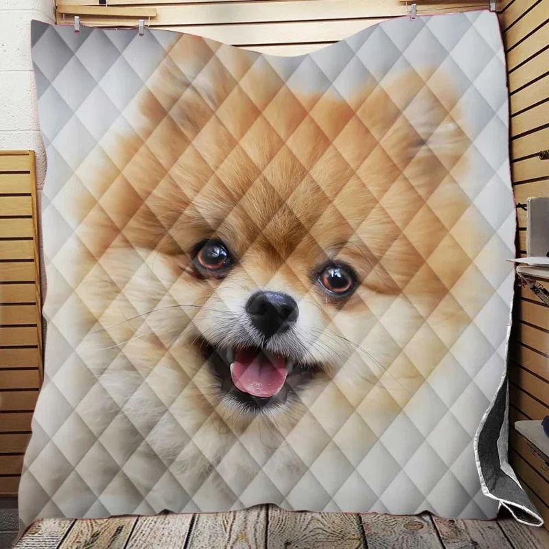 Furry Friendly Elegance: Pomeranian Quartet Quilt Blanket