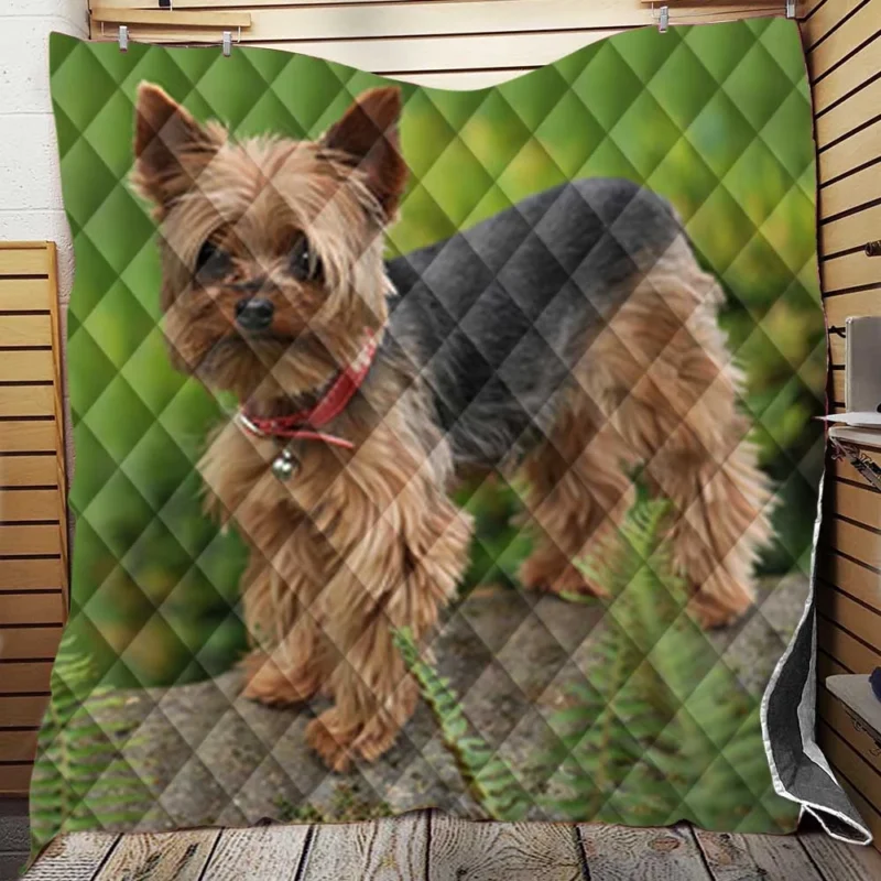 Gaze into Silkiness: Silky Terrier Quartet Quilt Blanket