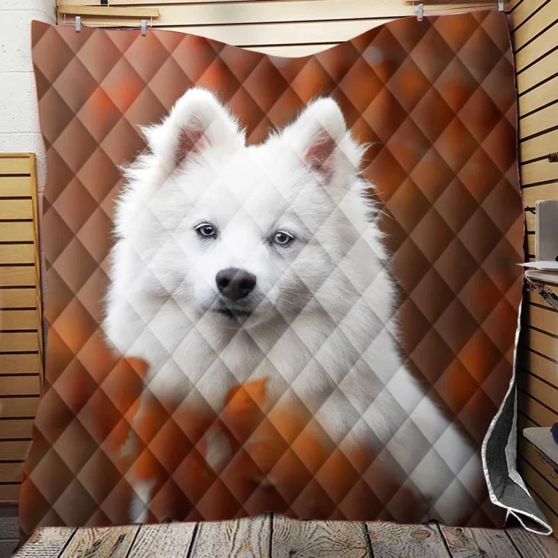 Gleaming Beauty: Radiant Spitz Quartet Quilt Blanket