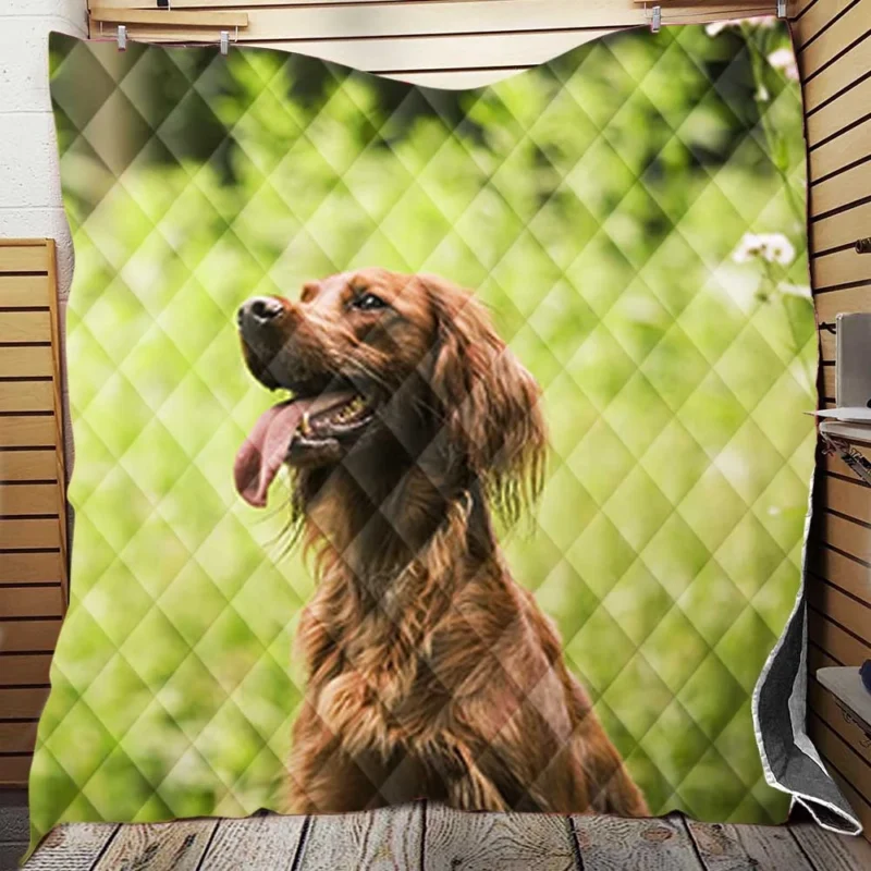 Graceful Canine Beauty: Irish Setter Quartet Quilt Blanket