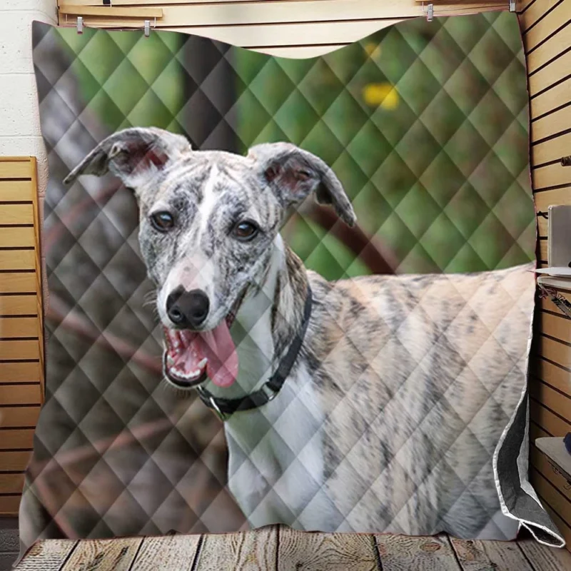 Graceful Canines in Motion: Whippet Quartet Quilt Blanket