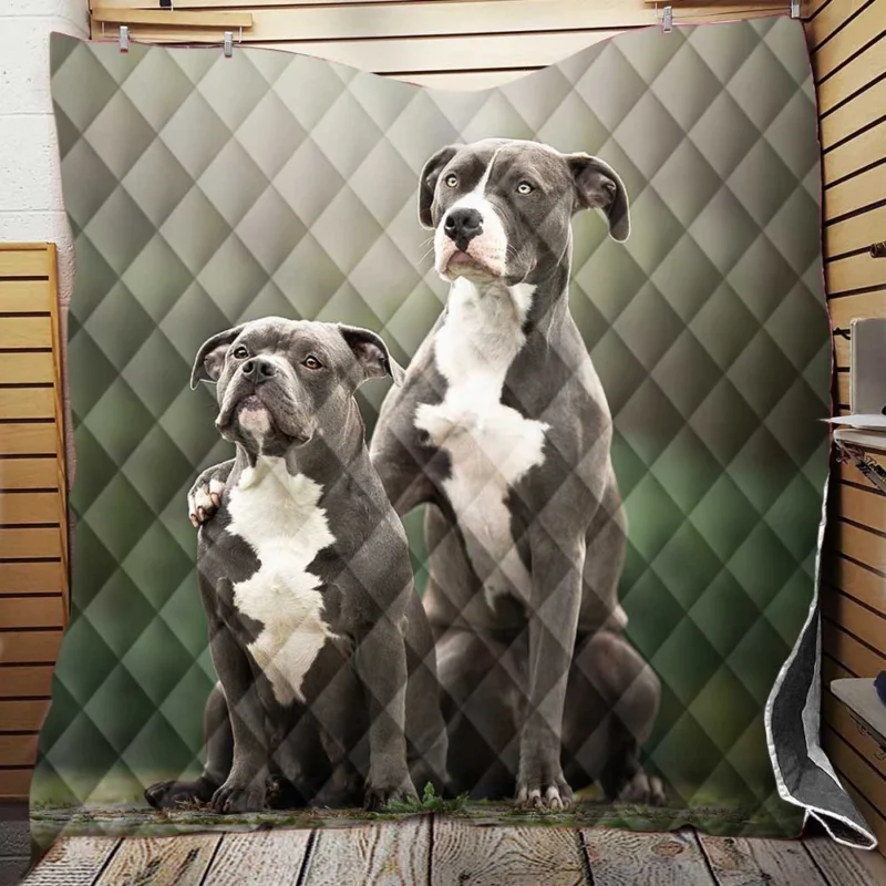 Iconic Strength: American Pit Bull Terrier Quartet Quilt Blanket