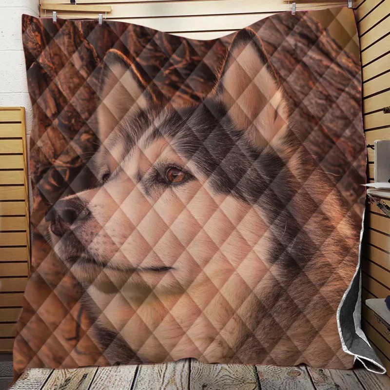 Intense Muzzle: Alaskan Malamute Quartet Quilt Blanket