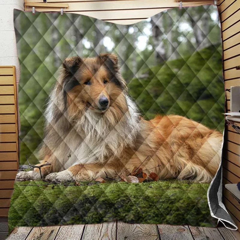 Lavender Dreams: Rough Collie Quartet Quilt Blanket