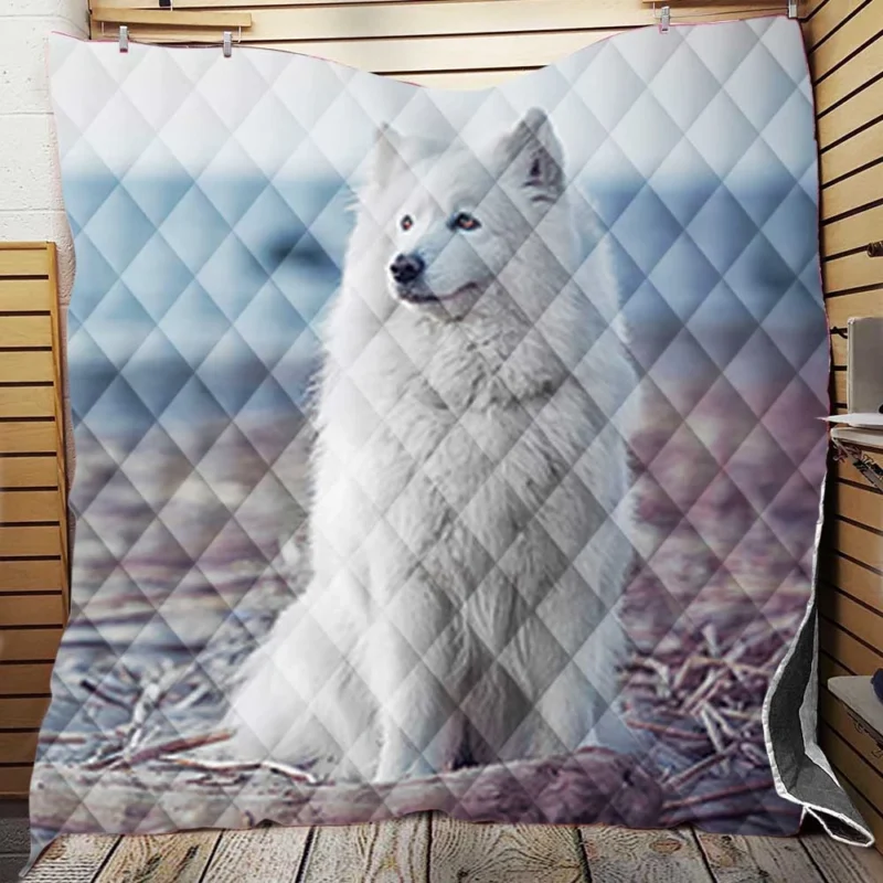 Little Charm: Samoyed Quartet Quilt Blanket