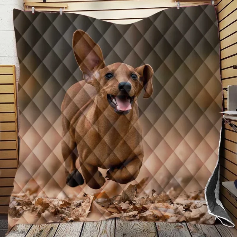 Lovable Dachshund Delight: Fourfold Quartet Quilt Blanket