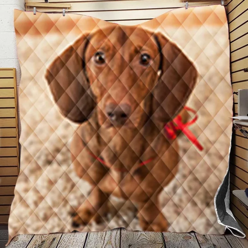 Loyal Dachshund Dog: Fourfold Quartet Quilt Blanket