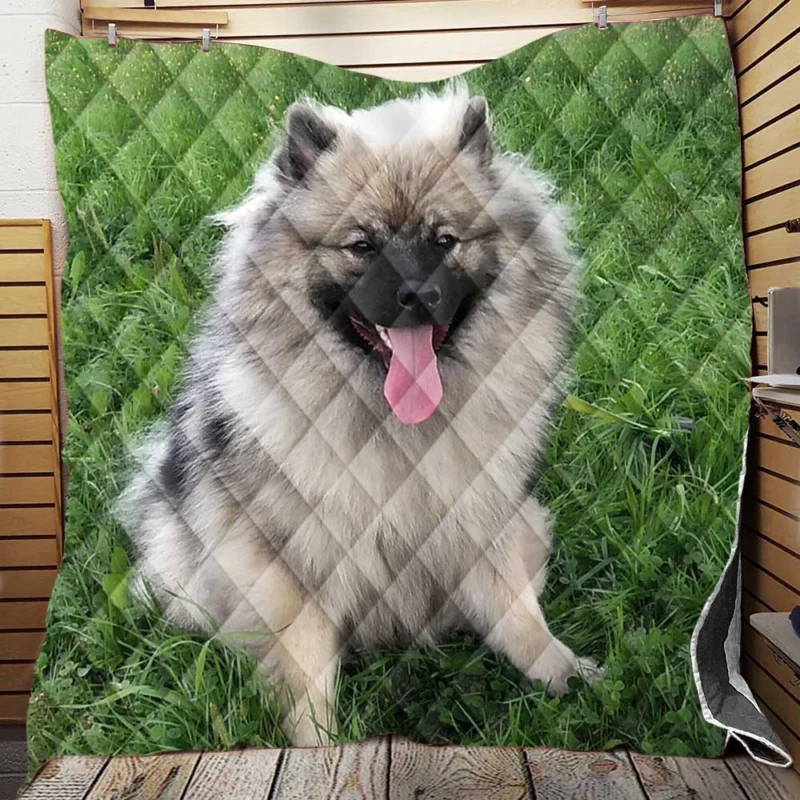 Majestic Spitz: Splitz Keeshond Dog Breed Quilt Blanket