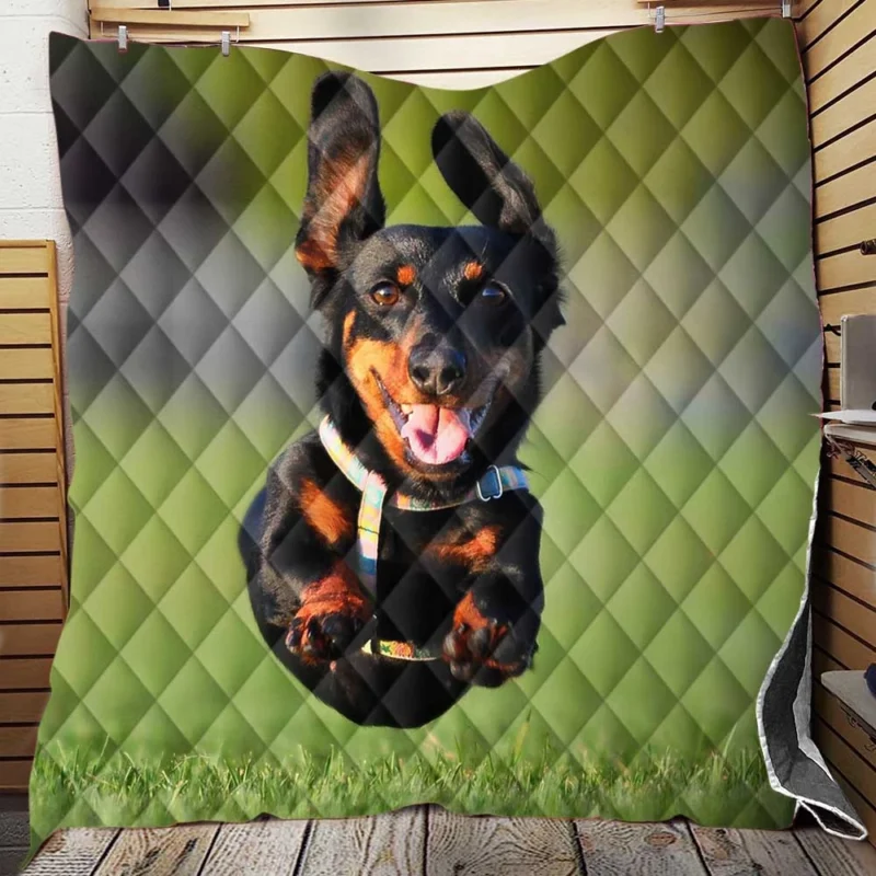 Mid-Air Leap of Dachshund: Quartet Quilt Blanket