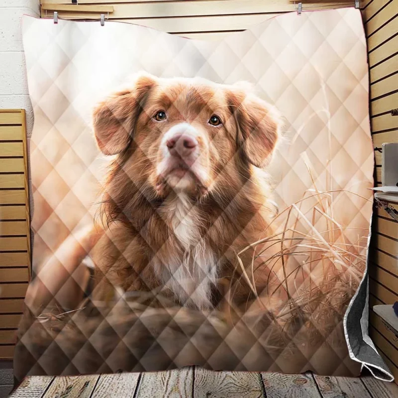 Nova Scotia Duck Tolling Retriever Quartet Dog Quilt Blanket