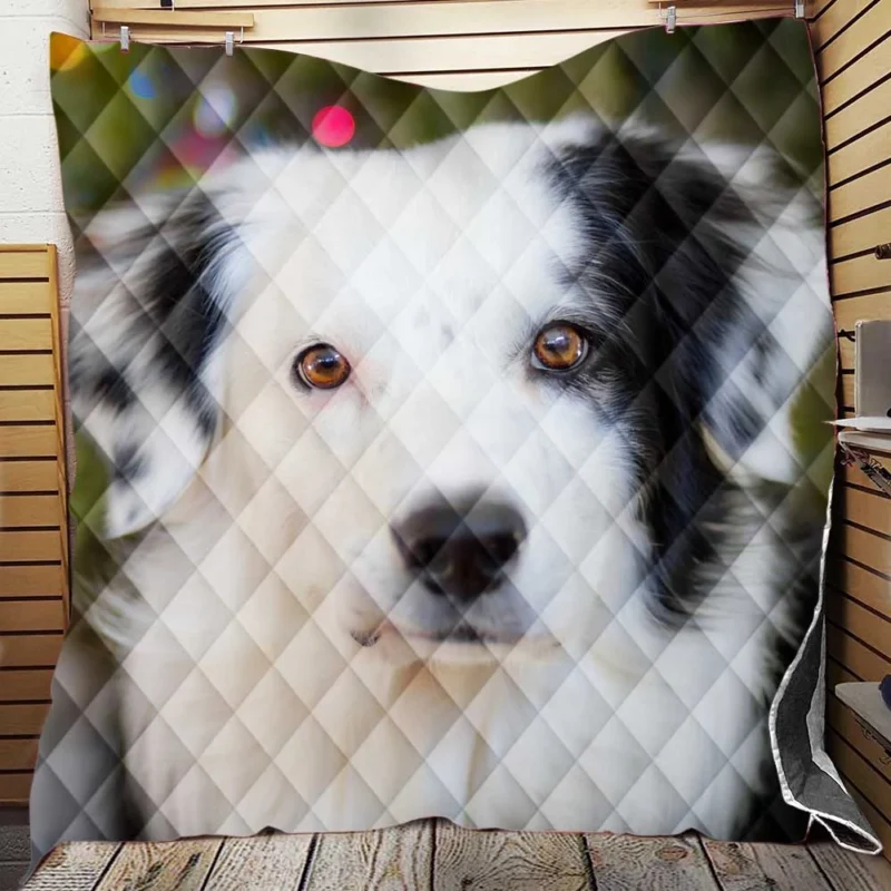 Playful Border Collie Moments: Border Collie Quilt Blanket