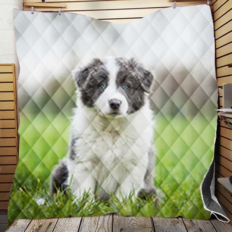 Playful Border Collie Puppies: Border Collie Quilt Blanket