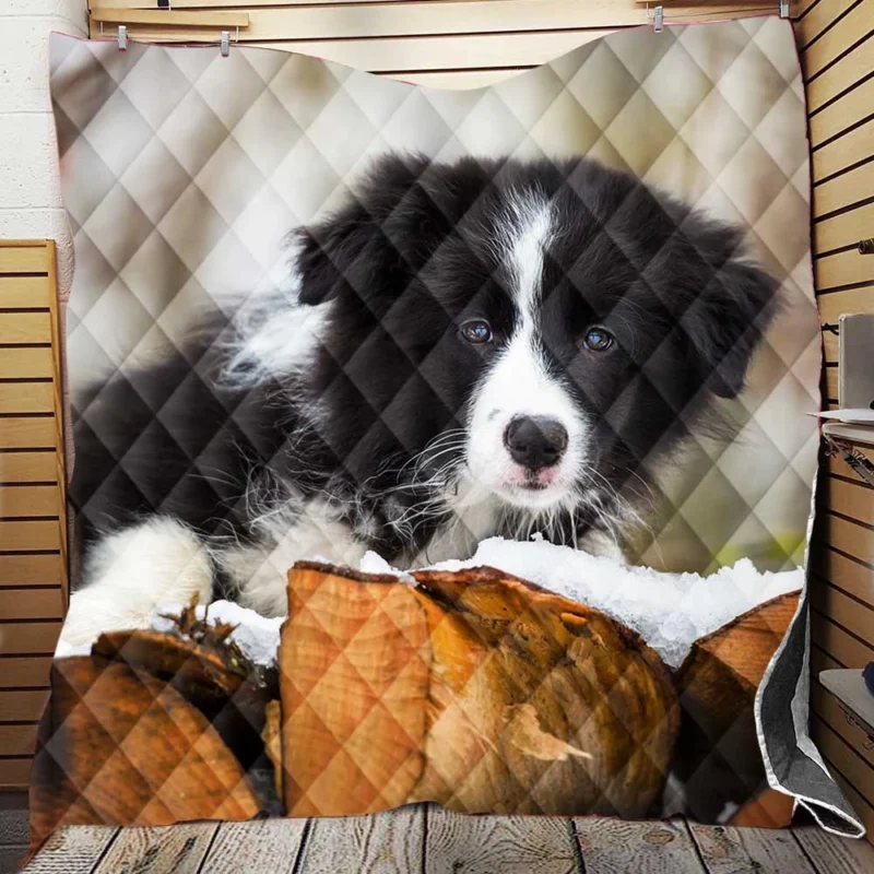 Playful Border Collie Pups with Border Collie Ba Quilt Blanket