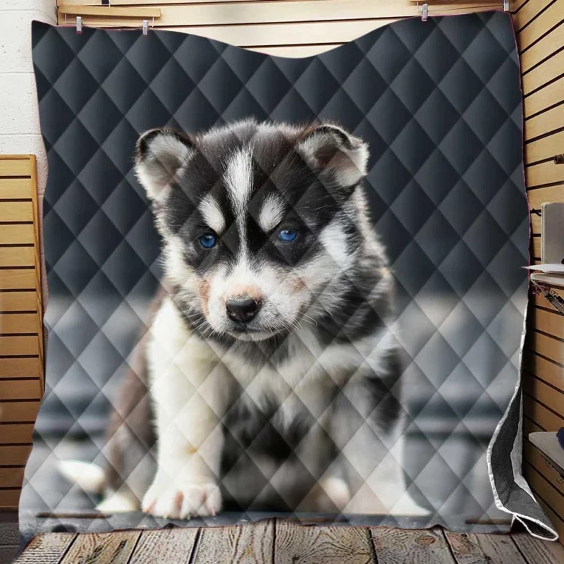 Playful Husky Pups: Siberian Husky Quartet Quilt Blanket