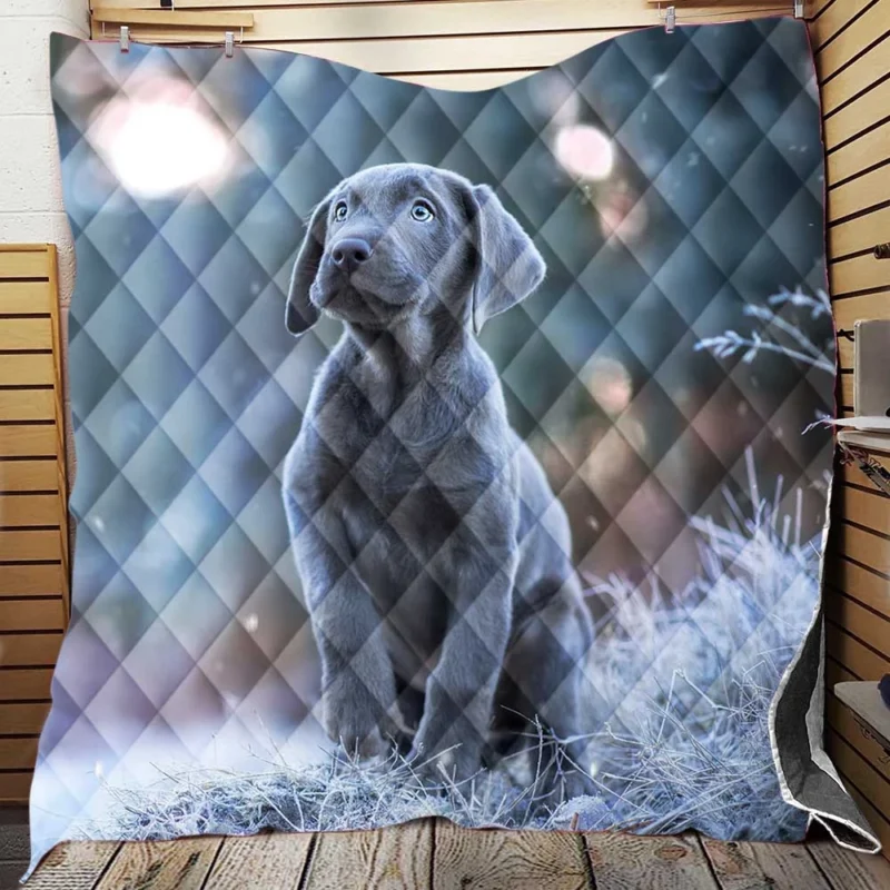 Playful Joy: Baubles of Weimaraner Puppies Quilt Blanket