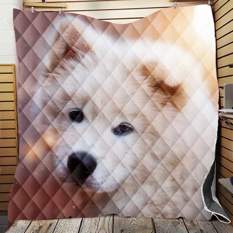 Playful Pups: Samoyed Quartet Quilt Blanket