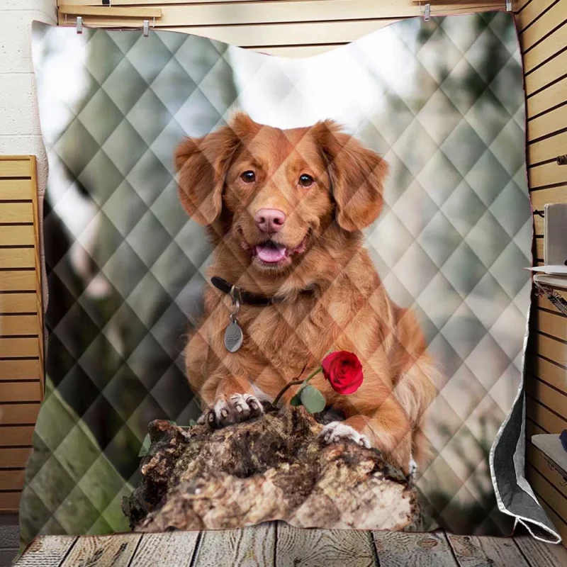 Playful Quartet: Nova Scotia Duck Tolling Retriever Quilt Blanket