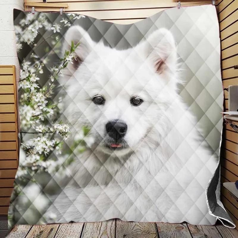 Playful Samoyed Elegance: Quartet Quilt Blanket