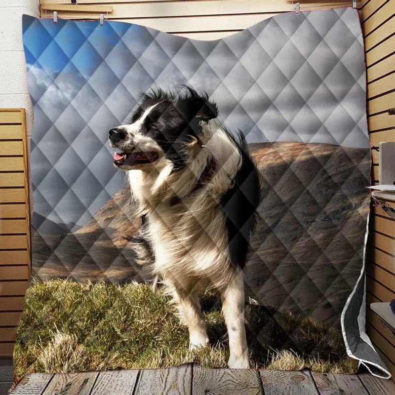 Playful and Energetic Border Collie: Border Collie Quilt Blanket