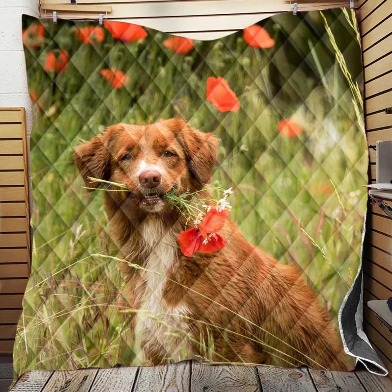 Poppy Fields: Nova Scotia Duck Tolling Retriever Quartet Quilt Blanket