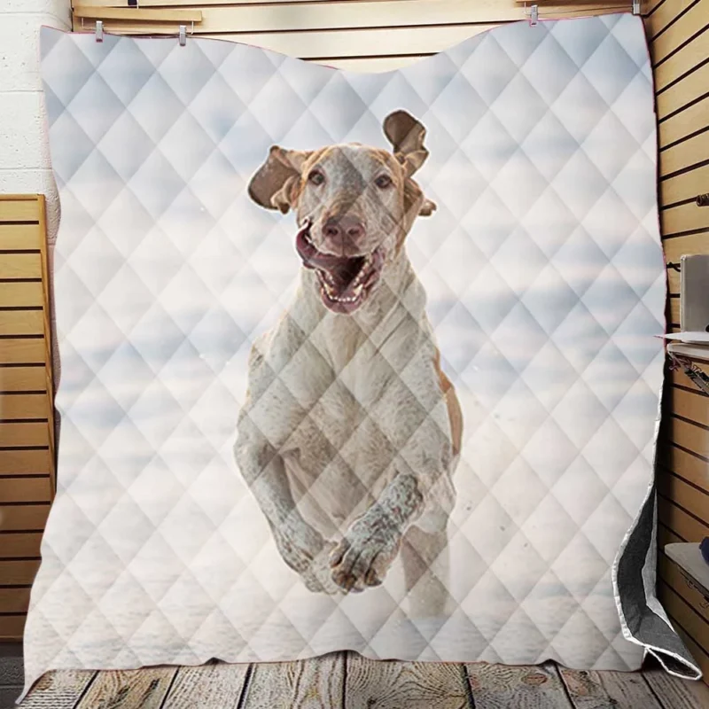 Poppy and Red Flower Beauty: Bull Terrier Quilt Blanket