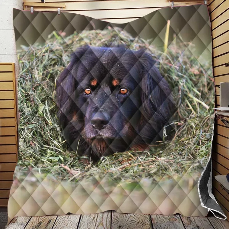 Quadruple Canine Beauty: Hovawart Dogs Quilt Blanket