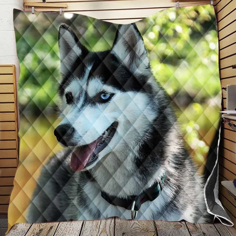 Quadruple Canine Elegance: Husky Beauty Quilt Blanket