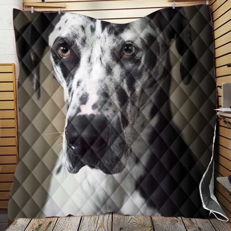 Quadruple Canine Portraits: Great Dane Muzzles Quilt Blanket