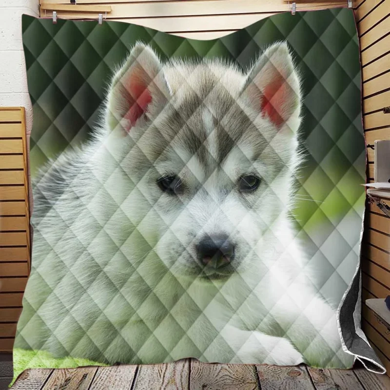 Quadruple Cuteness Overload: Husky Puppies Quilt Blanket