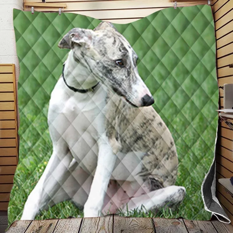 Quadruple Delight: Greyhound Moril-pose Paresse Quilt Blanket