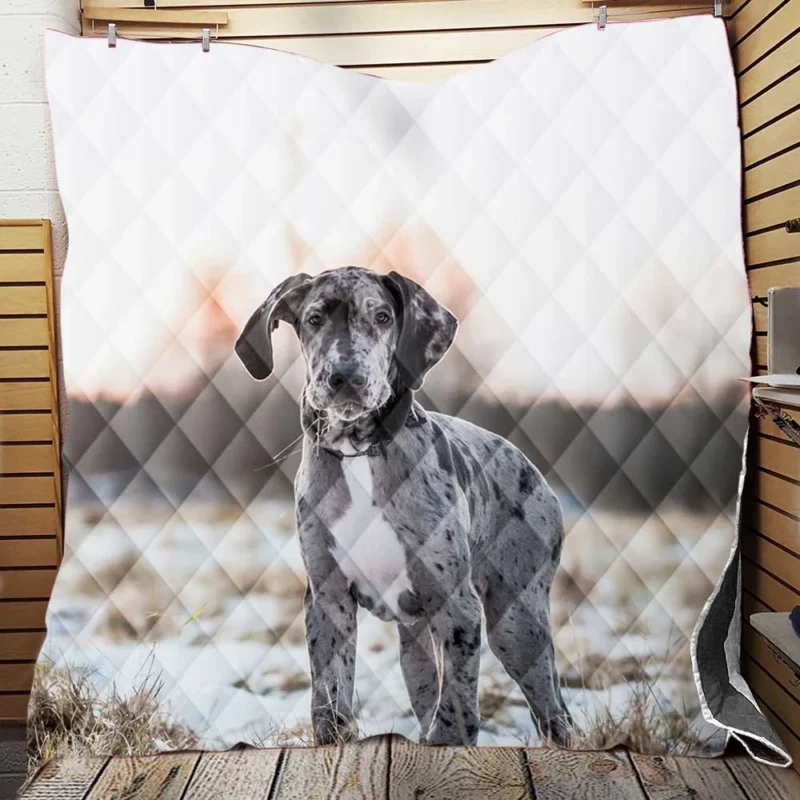 Quadruple Puppy Play: Great Danes with Depth Quilt Blanket