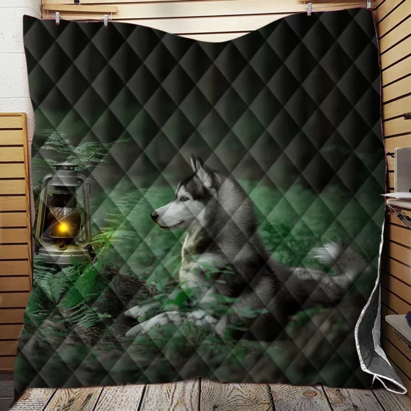 Quartet of Night Beauty: Husky Lantern in Ferns Quilt Blanket