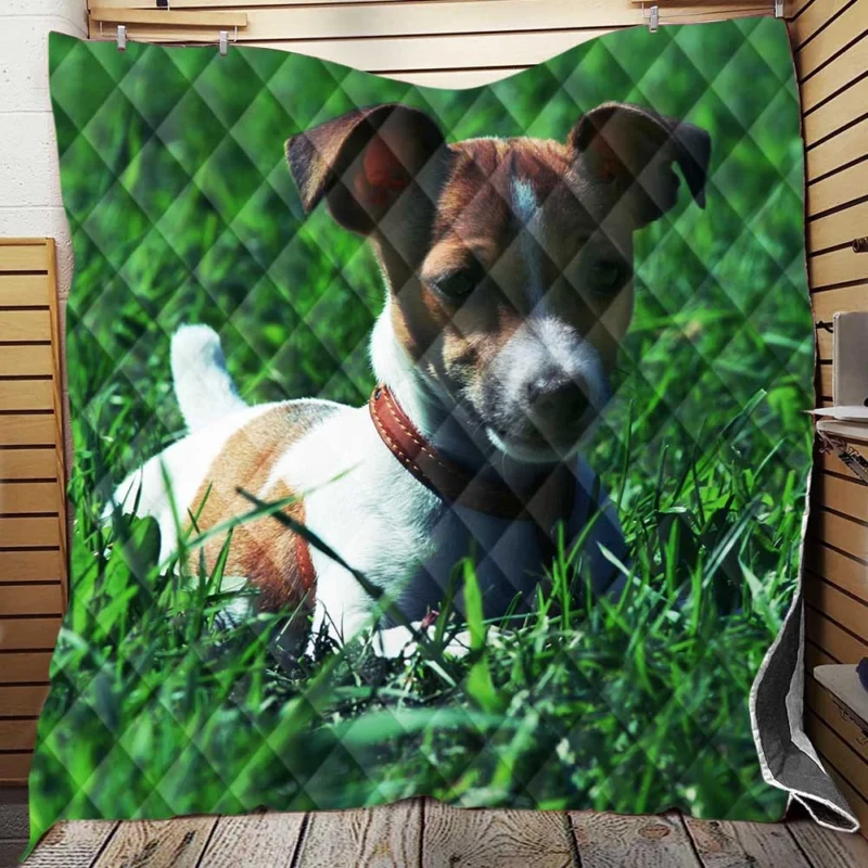 Quartet of Terrier Delight: Jack Russell Terriers Quilt Blanket