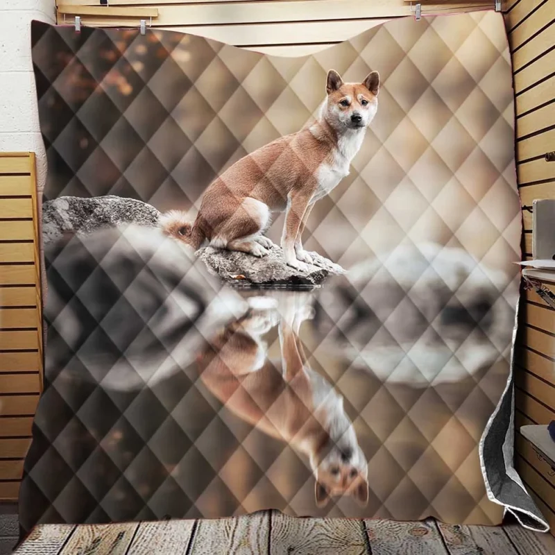 Reflecting Serenely: Shiba Inu Quartet Quilt Blanket