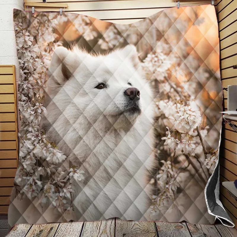 Samoyed Elegance: Quartet Quilt Blanket