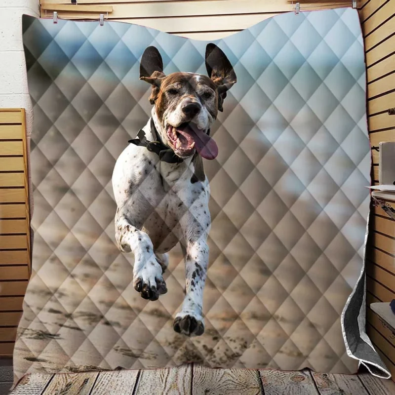 Sandy Beach Bliss: German Shorthaired Pointers Quilt Blanket