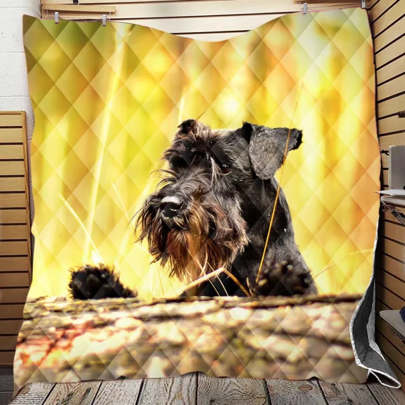 Schnauzer Quartet in a Meadow Quilt Blanket