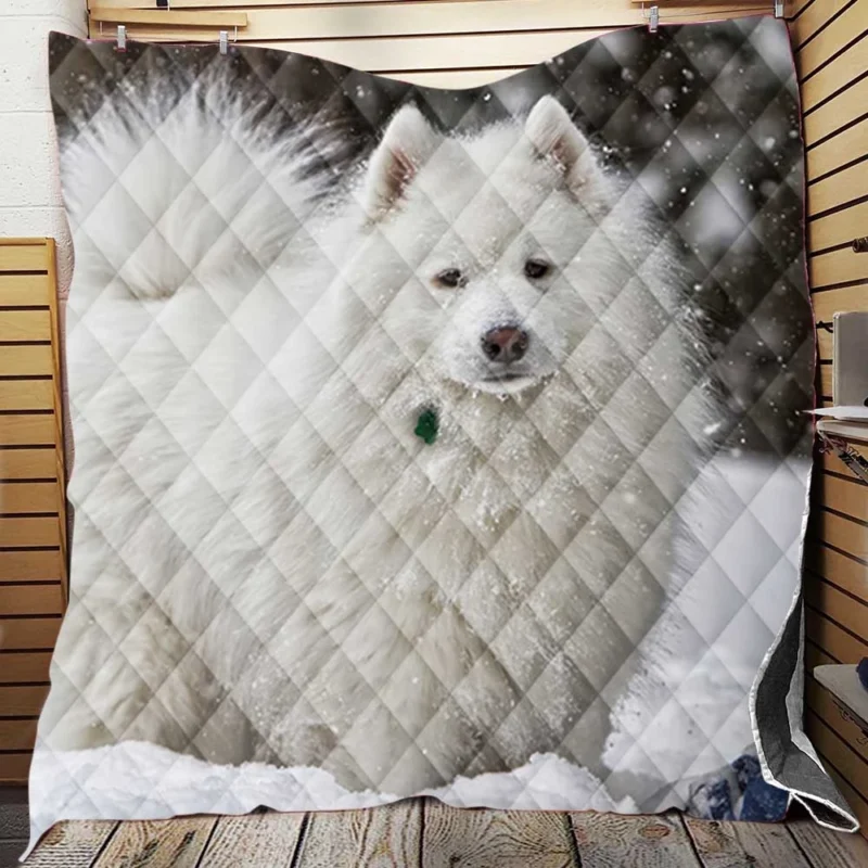 Snowy Wonderland: Samoyed Quartet Quilt Blanket