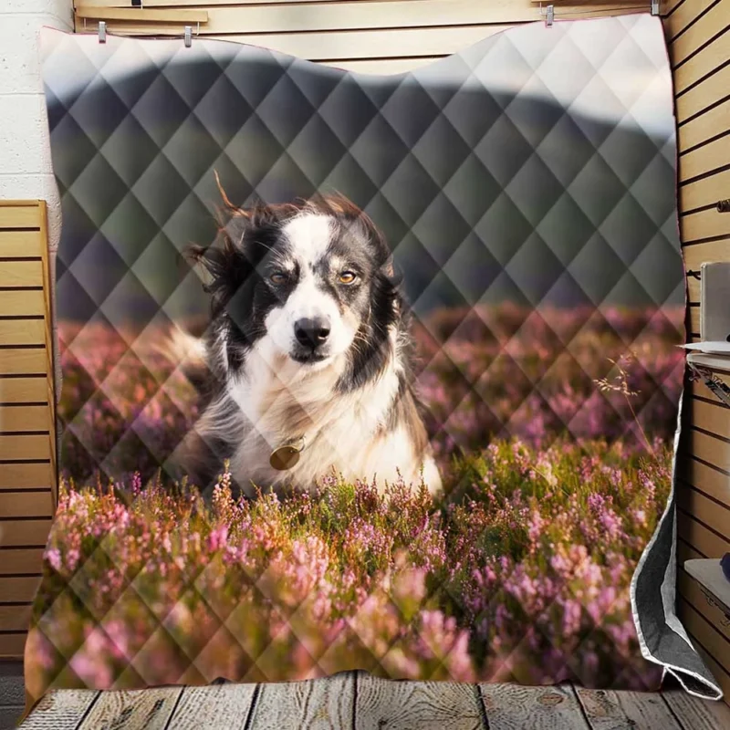 Stare and Depth Of Field Lavender Collie: Border Collie Quilt Blanket