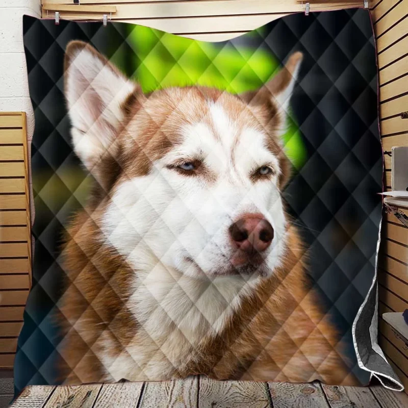 Stunning Canines: Brown and White Husky Quartet Quilt Blanket
