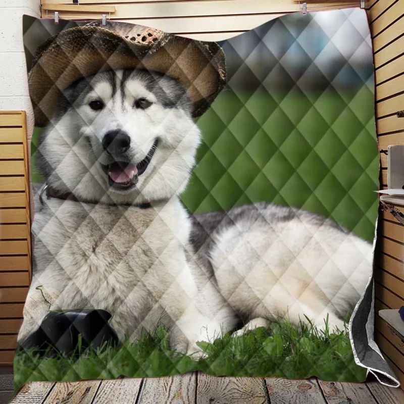Stylish Canine Companions: Husky Quartet in Hats Quilt Blanket