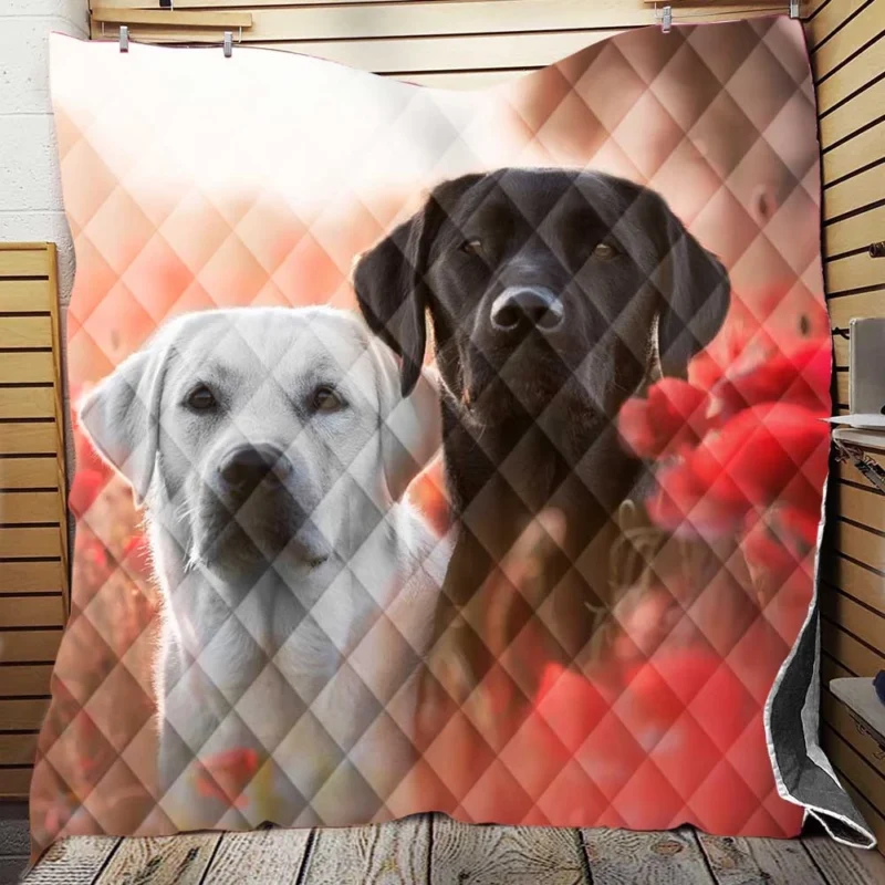 Summer Quartet: Labradors in a Poppy Field Quilt Blanket